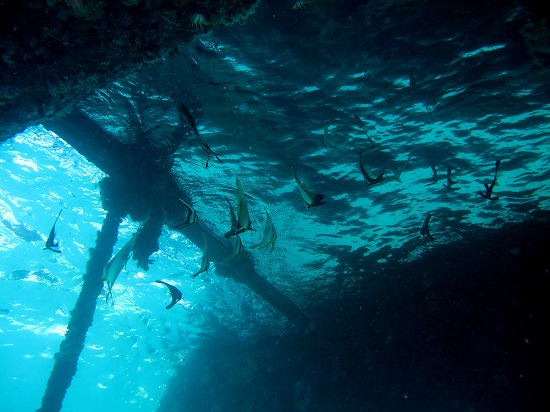 ツバメウオ幼魚