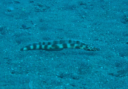アナゴ Barred conger eel アメッド