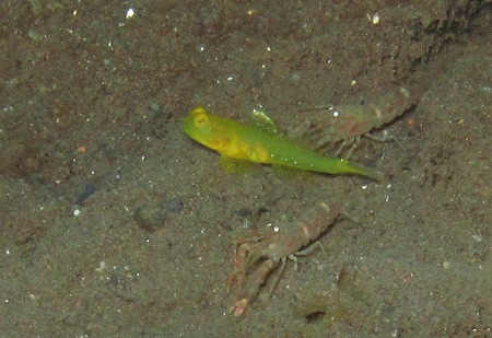 フタホシタカノハゼ幼魚
