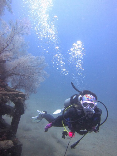イソバナ　漁礁