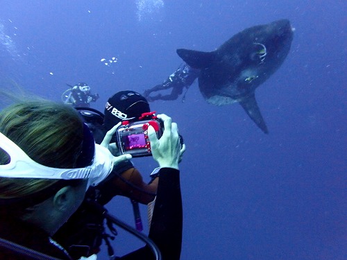 最終日はマンボウ（モラモラ）・バリ島ブルーパラダイスダイビング