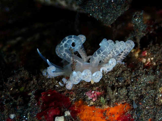 イリオモテミノウミウシ!カメラ持ってクブ・バトゥリンギット・バリ島ブルーパラダイスダイビング