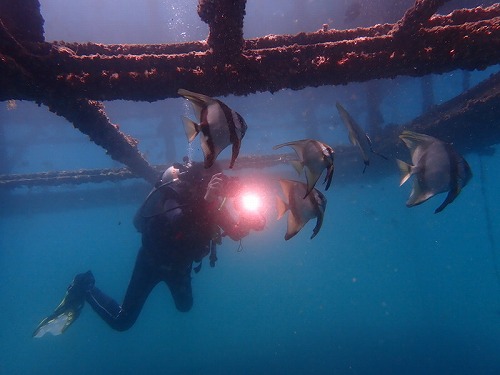 のんびりパダンバイ、寄生虫やらサンゴトラザメやら・バリ島ブルーパラダイスダイビング