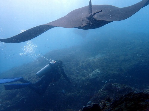 ひぇぇ～！振り返るとブラックマンタ・バリ島ブルーパラダイスダイビング