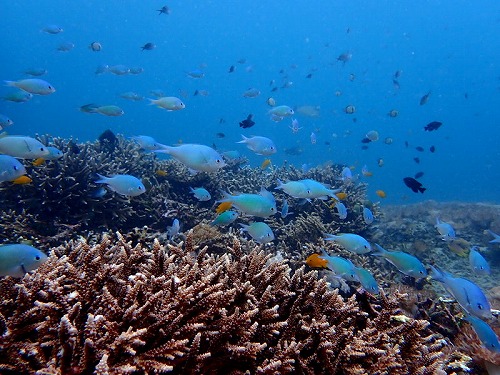 1か月ぶりのダイビング・パダンバイ・バリ島ブルーパラダイスダイビング