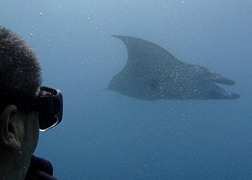 マンタがいっぱい～・・ヌサペニダ・バリ島ブルーパラダイスダイビング
