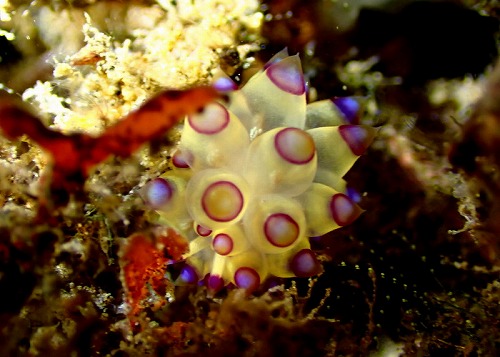 トランベン泊４日目はアメッド・わーい！トゲトゲウミウシ・バリ島ブルーパラダイスダイビング