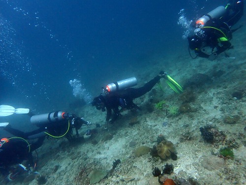 またホウセキカサゴに会えた！バリ島ブルーパラダイスダイビング