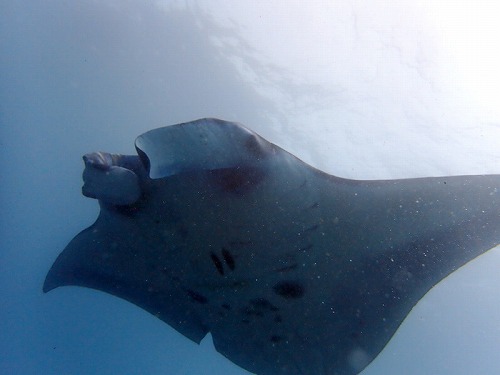 マンタ10枚＆ドリフトダイビング・ヌサペニダ・バリ島ブルーパラダイスダイビング