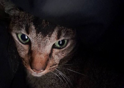 愛猫ポンちゃん3年ぶりに動物病院へ・バリ島ブルーパラダイスダイビング