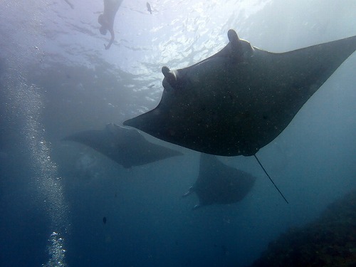 マンタ炸裂・バリ島ブルーパラダイスダイビング