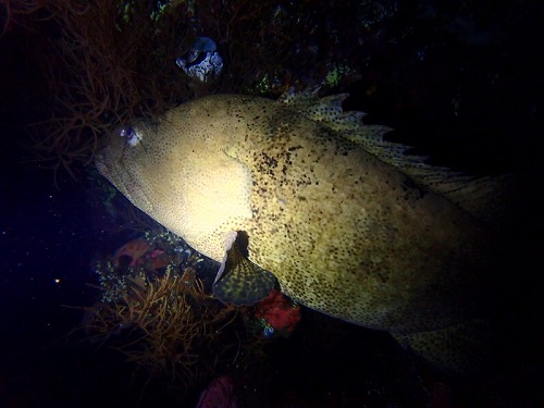 トランベン泊初日！ナイトダイビングまで・バリ島ブルーパラダイスダイビング