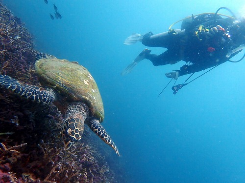 冷えた！パダンバイ日帰り3ダイブ・バリ島ブルーパラダイスダイビング