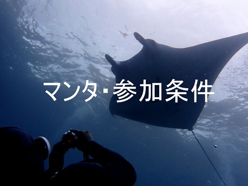 マンタダイビング・参加条件と海況